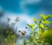outerspacegroup_Mini_Edible_Garden_Cover